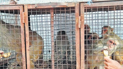 Repeated monkey attacks have caused several injuries to residents. (HT Archive)