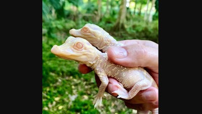 The image shows the newborn albino alligators. (Facebook/Wild Florida)