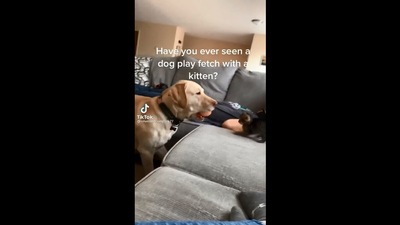 The video shows the dog playing fetch with a tiny cat. (Instagram/@animalsdoingthings)
