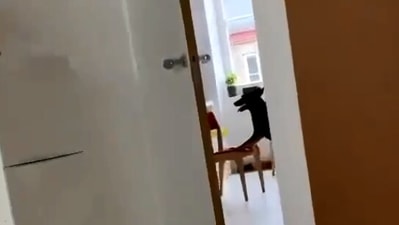 The image shows the dog pushing a chair. (Screengrab)