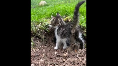 The image shows a tiny kitten. (Reddit)