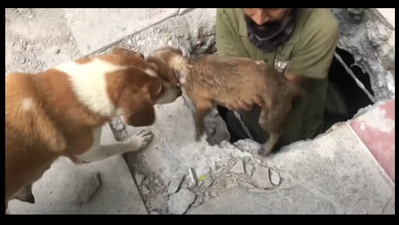 The image shows a volunteer bringing out a puppy. ( Animal Warriors Conservation Society) The image shows a volunteer bringing out a puppy. ( Animal Warriors Conservation Society)