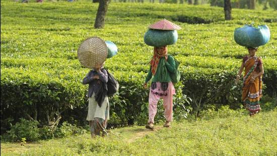 We increased the wages of tea garden workers from <span class='webrupee'>?</span>167 to <span class='webrupee'>?</span>205 in the Brahmaputra Valley, and from <span class='webrupee'>?</span>145 to <span class='webrupee'>?</span>183 in the Barak Valley, with retrospective effect from February 2021. (HT Archive)