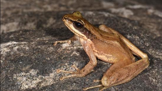Adi Cascade Frog (Amolops adicola). (Photo: Sourced)