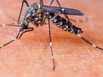 The National Strategic Plan for Malaria Elimination (2017-22) was launched by the health ministry in July 2017, which laid down strategies for the next five years. The National Strategic Plan for Malaria Elimination (2017-22) was launched by the health ministry in July 2017, which laid down strategies for the next five years.