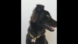 The image shows a dog named Rosie.