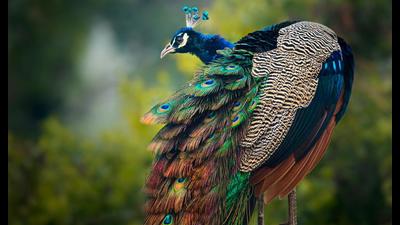 Hues of the Jungle- for the myriad shades displayed by India’s National Bird Peacock at Keoladeo National park in Bharatpur, Rajasthan. (Photo credit: Aarzoo Khurana) Hues of the Jungle- for the myriad shades displayed by India’s National Bird Peacock at Keoladeo National park in Bharatpur, Rajasthan. (Photo credit: Aarzoo Khurana)
