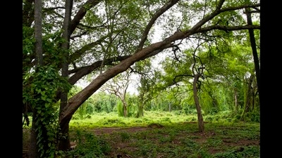 Between 2015-16 and 2019-20, 680 projects in protected areas were granted wildlife clearance, the environment ministry informed the Rajya Sabha on September 14 last year. Between 2015-16 and 2019-20, 680 projects in protected areas were granted wildlife clearance, the environment ministry informed the Rajya Sabha on September 14 last year.