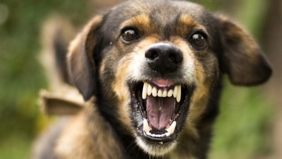 Chandigarh Registration of Pet Dogs Bylaws allow residents to keep a maximum of four dogs. (Getty Images/iStockphoto)
