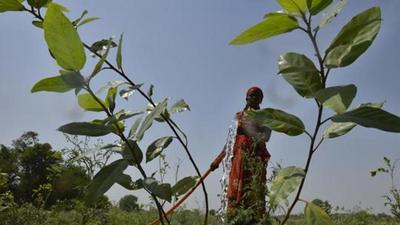 A total of 19,20,507 individual titles over an extent of 4,182,274 acres of forest land in the country, including Maharashtra, have been distributed till December 31, 2020 to the Scheduled Tribes and other traditional forest dwellers. A total of 19,20,507 individual titles over an extent of 4,182,274 acres of forest land in the country, including Maharashtra, have been distributed till December 31, 2020 to the Scheduled Tribes and other traditional forest dwellers.