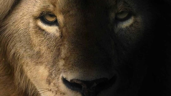 Portrait of a Lion. Tanzania (Photo credit: Shaaz Jung)