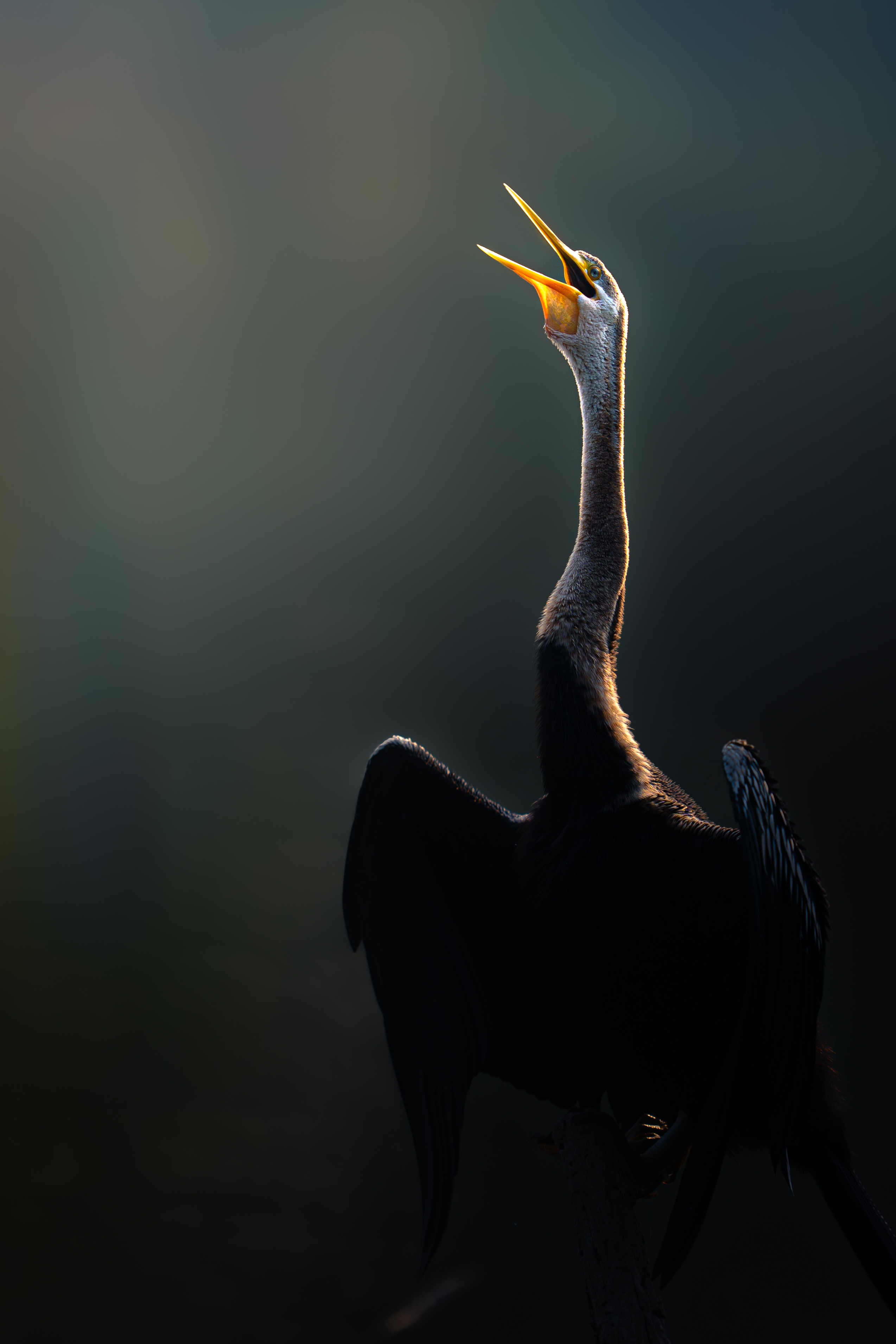 An Indian Darter calling out on a winter morning at Bharatpur, Rajasthan. (Photo credit: Aarzoo Khurana) An Indian Darter calling out on a winter morning at Bharatpur, Rajasthan. (Photo credit: Aarzoo Khurana)