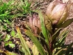 A species of herb in the herbal garden (ANI)