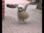 The image shows the fluffy owl.(Reddit) The image shows the fluffy owl.(Reddit)