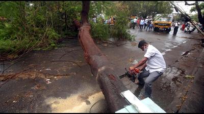 Odisha-based environmentalist Biswajit Mohanty is of the opinion that translocation is not a feasible idea as not every tree can be replanted. (Image used for representation). (ANI PHOTO.) Odisha-based environmentalist Biswajit Mohanty is of the opinion that translocation is not a feasible idea as not every tree can be replanted. (Image used for representation). (ANI PHOTO.)