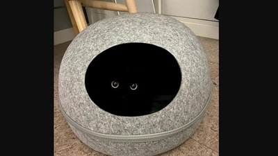 The  image shows a cute cat inside a cat bed. (Instagram/@meon___ji)