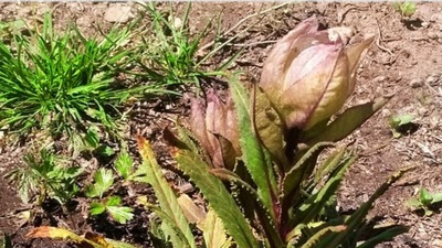 A species of herb in the herbal garden (ANI)