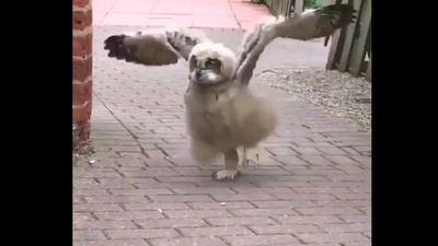 The image shows the fluffy owl. (Reddit) The image shows the fluffy owl. (Reddit)
