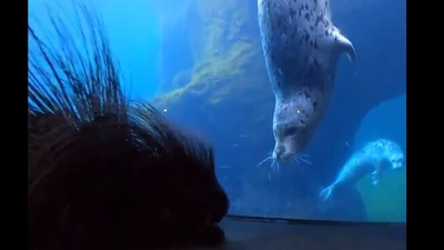 The image shows the porcupine and a seal. (Twitter/@oregonzoo)