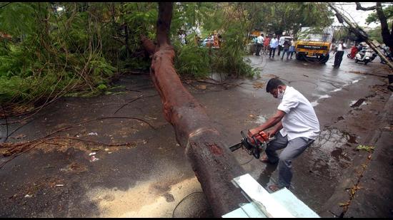 Odisha-based environmentalist Biswajit Mohanty is of the opinion that translocation is not a feasible idea as not every tree can be replanted. (Image used for representation). (ANI PHOTO.) Odisha-based environmentalist Biswajit Mohanty is of the opinion that translocation is not a feasible idea as not every tree can be replanted. (Image used for representation). (ANI PHOTO.)