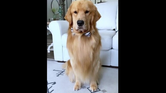 TUCKER  The Golden Retriever (@tuckerbudzyn) • Instagram photos