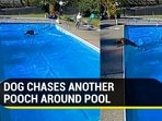 A video of a dog chasing another around a swimming pool has gone viral (Jukin) 