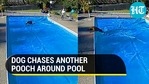 A video of a dog chasing another around a swimming pool has gone viral (Jukin) A video of a dog chasing another around a swimming pool has gone viral (Jukin)