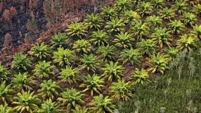 Edible-oil plantations tend to replace natural tropical forests, depleting biodiversity. Environmental case studies in forested belts of Sumatra, Borne and the Malay Peninsula -- which produce 90% of global palm oil – have found cultivation had eliminated pristine forests, pushing out wildlife. (REUTERS PHOTO.) Edible-oil plantations tend to replace natural tropical forests, depleting biodiversity. Environmental case studies in forested belts of Sumatra, Borne and the Malay Peninsula -- which produce 90% of global palm oil – have found cultivation had eliminated pristine forests, pushing out wildlife. (REUTERS PHOTO.)