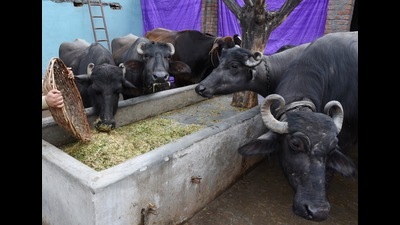 Nearly 6,000 milch animals will be relocated to the new site.