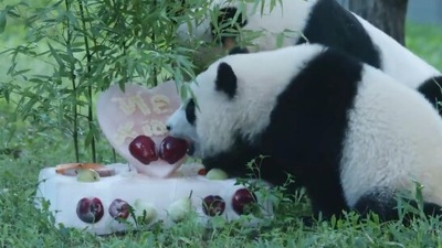 The image shows the panda cub with its mama. (Instagram/@smithsonianzoo)