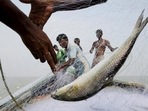 The eggs hatch in freshwater and the sub-adult Hilsa swim downstream into the sea.(REUTERS) The eggs hatch in freshwater and the sub-adult Hilsa swim downstream into the sea.(REUTERS)