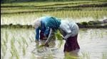 Farmers sow paddy saplings during the monsoon season in a field on Wednesday. (Representational image/ANI)