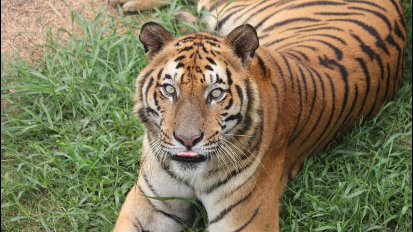 Bengal tiger maimed by crocodile 13 yrs ago turns 25 at South Khairbari ...
