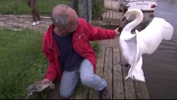 The image shows the man trying to rescue the cygnet.