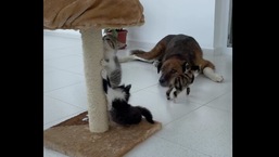 The image shows a doggo and three kittens.