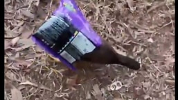 The image shows the myna trapped under a plastic packet. The image shows the myna trapped under a plastic packet.