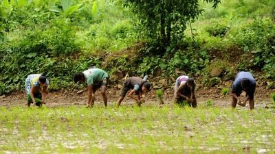 Farmers plant rice seedlings in a paddy field at Aarey Milk Colony, Goregaon, in Mumbai on July 20, 2021. (HT file photo) Farmers plant rice seedlings in a paddy field at Aarey Milk Colony, Goregaon, in Mumbai on July 20, 2021. (HT file photo)