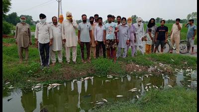 Dead fish found floating in Sangrur village pond Dead fish found floating in Sangrur village pond