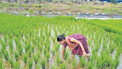 Nearly half of all Indians depend on a farm-based income. (AP)
