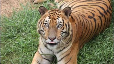 Bengal tigers have an average life span of 12-15 years in the wild and 20 years or more in captivity, according to the Wildlife Institute of India (2018) National Studbook of Bengal. (Photo courtesy: Bengal wildlife department) Bengal tigers have an average life span of 12-15 years in the wild and 20 years or more in captivity, according to the Wildlife Institute of India (2018) National Studbook of Bengal. (Photo courtesy: Bengal wildlife department)