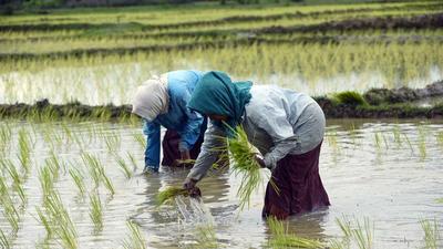 Farmers sow paddy saplings during the monsoon season in a field on Wednesday. (Representational image/ANI) Farmers sow paddy saplings during the monsoon season in a field on Wednesday. (Representational image/ANI)