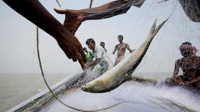 The eggs hatch in freshwater and the sub-adult Hilsa swim downstream into the sea. (REUTERS) The eggs hatch in freshwater and the sub-adult Hilsa swim downstream into the sea. (REUTERS)