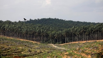 Independent experts said fragile biodiversity rich areas like the North-East states and Andaman & Nicobar Islands (both specifically named in last week’s cabinet note) will bear the brunt. (REUTERS) Independent experts said fragile biodiversity rich areas like the North-East states and Andaman & Nicobar Islands (both specifically named in last week’s cabinet note) will bear the brunt. (REUTERS)