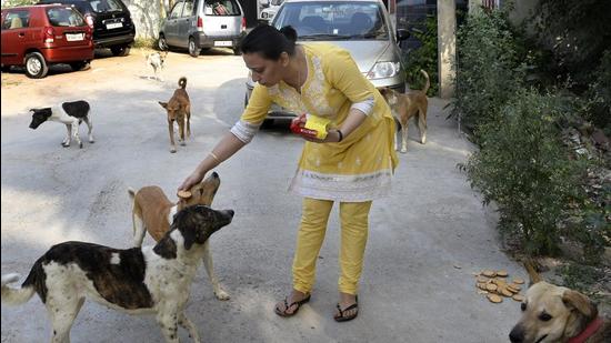 The animal lovers group says animals need a greater protection ring around them since they can’t speak about their problems. (HT Photo/Representative)