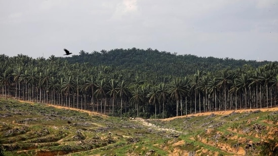 Independent experts said fragile biodiversity rich areas like the North-East states and Andaman &amp; Nicobar Islands (both specifically named in last week’s cabinet note) will bear the brunt.(REUTERS)