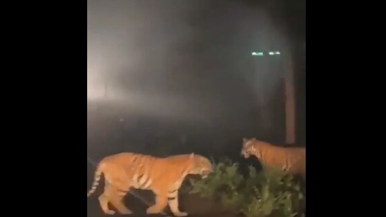 The video shared by Anand Mahindra shows two tigers.(Twitter/@anandmahindra)