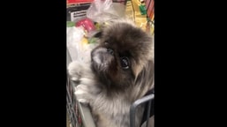 The image shows the little doggo out for grocery shopping.