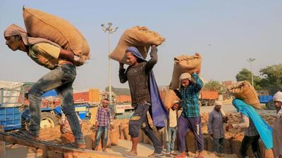 About 70 to 80 lakh MT wheat and 55 to 65 lakh MT paddy is procured from farmers in Haryana every year. (PTI FILE) About 70 to 80 lakh MT wheat and 55 to 65 lakh MT paddy is procured from farmers in Haryana every year. (PTI FILE)