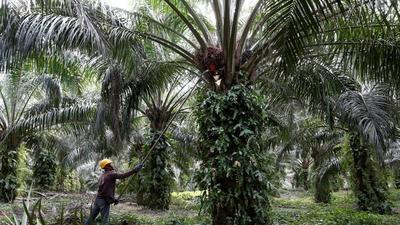 The government has approved a new  ₹11,040-crore National Mission on Edible Oils-Oil Palm to boost domestic production. It has identified the Northeast and the Andaman and Nicobar Islands (ANI) for the project due to their favourable rainfall and temperature. (File photo)