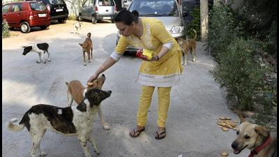 A woman feeding stray dogs. The Animal Welfare Board of India has recommended creation of feeding spots in all localities. (HT File Photo) A woman feeding stray dogs. The Animal Welfare Board of India has recommended creation of feeding spots in all localities. (HT File Photo)